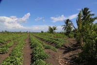 Domiican Republic, 2014